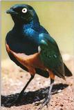 Hans Starling - Superb Starling