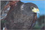 Harris Hawk