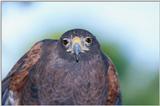 Harris Hawk