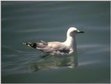 Re: Looking for bird pix! - hartlaubs gull.jpg