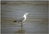 Re: Looking for bird pix! - hartlaubs gull2.jpg