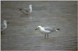 Re: Looking for bird pix! - hartlaubs gulls.jpg