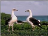 Black-backed gulls