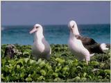 Black-backed gulls