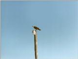 Hawk 1 of 2
