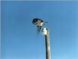 Hawk 2 of 2