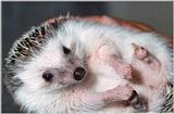 African Pygmy Hedgehog (Four-toed Hedgehog)