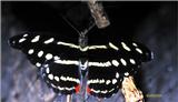(Butterflies) File 2 of 4 - Heliconius Charitonius.jpg
