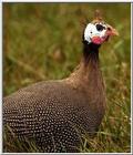 Game Bird: Helmeted Guineafowl