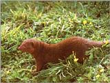 Dwarf Mongoose