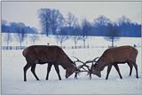 Re: does anyone have deer seen in the snow, it would make a nice christmas desktop