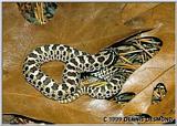 Dusky Hognose