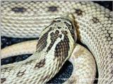 Mexican Hognose - axanthic phase