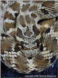 Mexican hognose - normal phase
