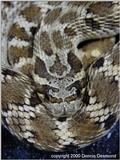Mexican hognose - normal phase