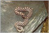 Western Hognose