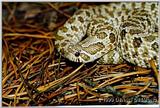 Western Hognose