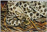 Western Hognose