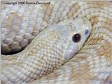 Western Hognose - amelanistic