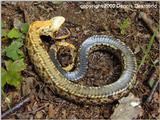 Re: Eastern Hognose - playing dead