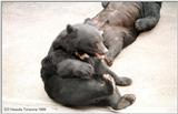 ASIATIC BLACK BEAR #01