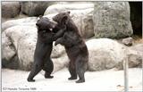 ASIATIC BLACK BEAR #03