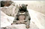 ASIATIC BLACK BEAR #04