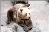 BEAR #05