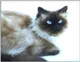 Himalayan cat (more Smitty!)