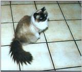 Himalayan cat (Smitty again!)