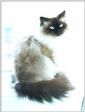 Himalayan cat (Smitty)