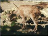 Another pic in 1024x768 - Little Big Horns in Hagenbeck Zoo - Himalayan tahr youngster