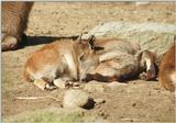 'Nother rescan/repost - Himalayan Tahr youngster in Hagenbeck Zoo