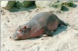 Sensational! Hot hippo action in Hannover Zoo :-)