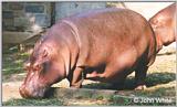 Hippopotamus