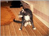Cats: Go back to bed.  You look terrible!
