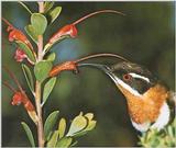 Honey-Suckers-001 - Western Spinebill, Acanthorhynchus superciliosus