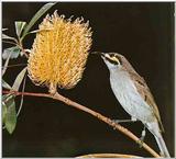 Honey-Suckers-002 - Western Spinebill, Acanthorhynchus superciliosus