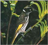 Honey-Suckers-005 - New Holland Honeyeater (Phylidonyris novaehollandiae)