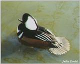 hooded merganser duck