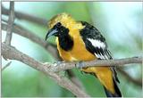 Re: Birds 'N Bees