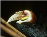 Horned Billed Birds