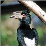 Horned Billed Birds