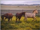 running horses