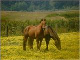 more horses