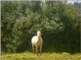 more horses 2