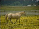 more horses 3