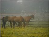 more horses 4