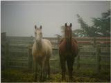 more horses 5