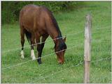 Horse2
